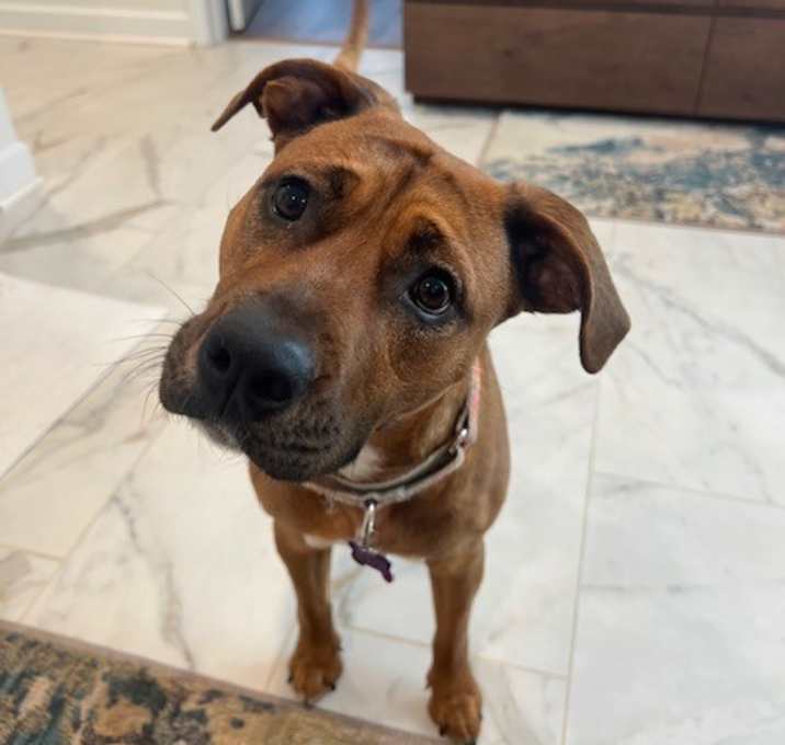 Photo of SHYANN PAWS