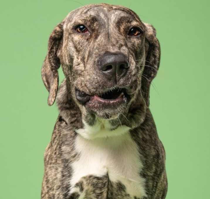 Photo of Little Dipper