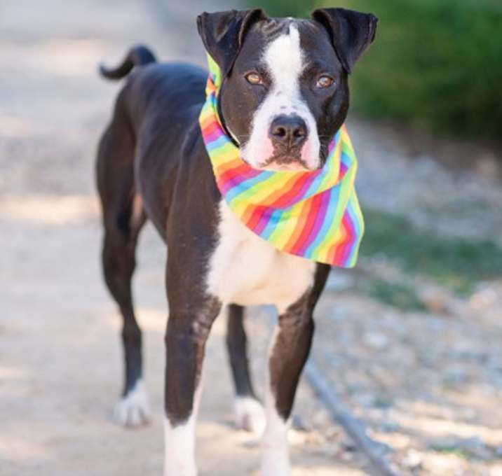 Photo of John Oliver