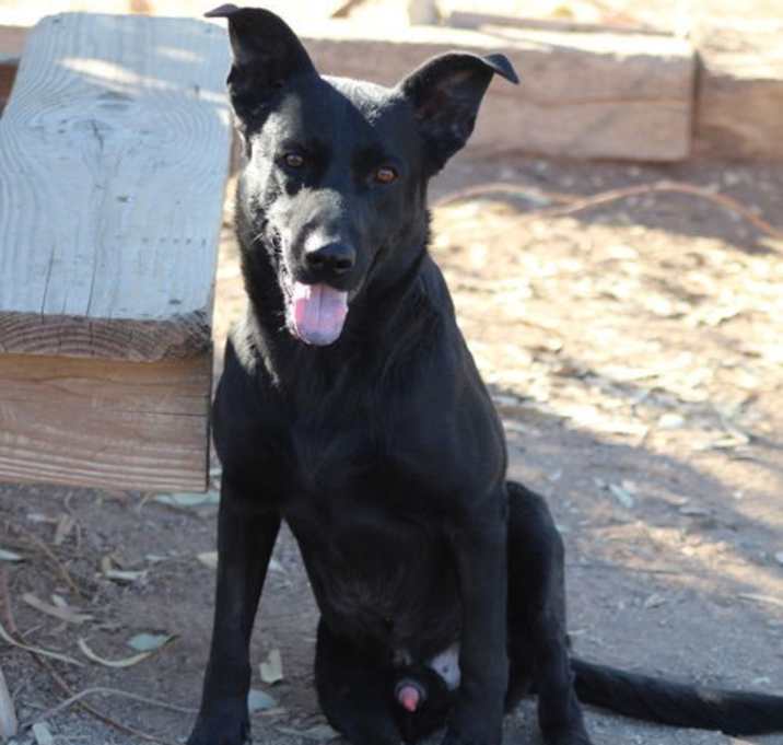 Photo of Sirius Black