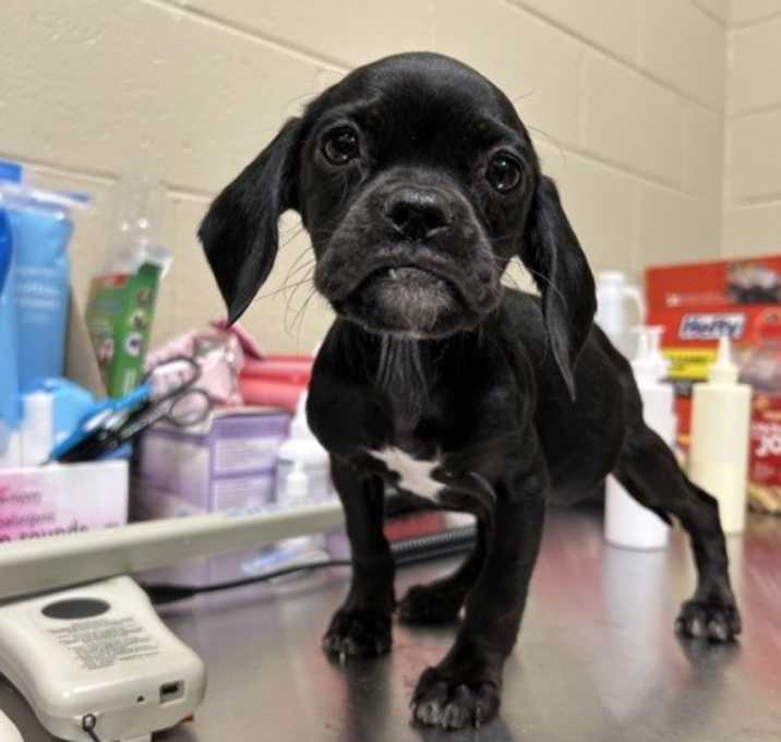 Photo of 22773- Cupcake