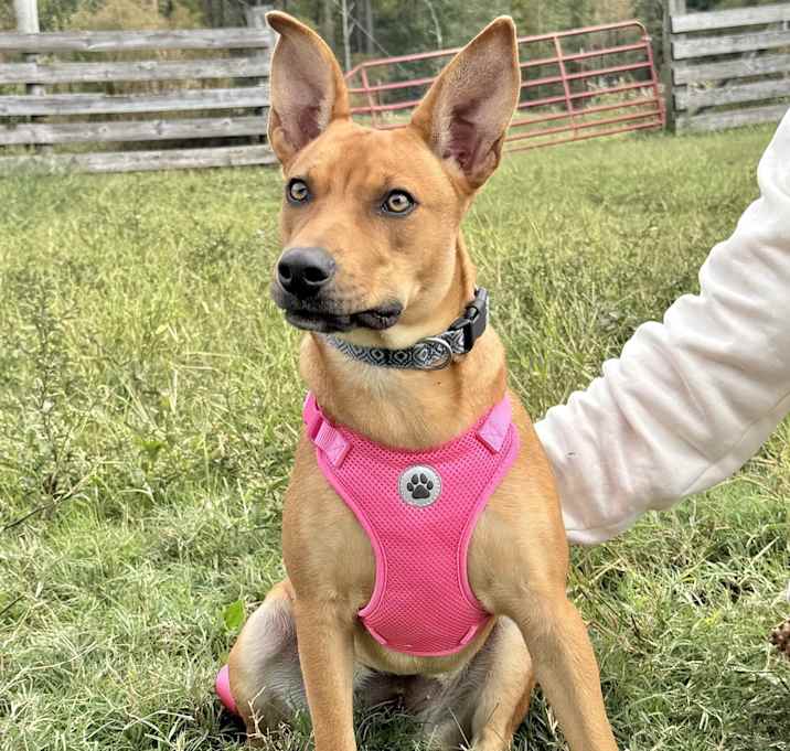 Photo of Bella Bandit