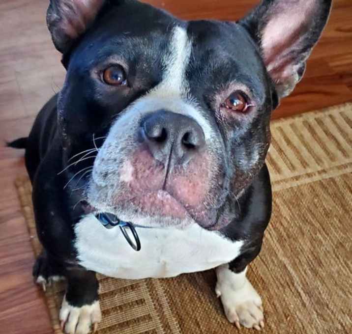 Photo of Bob Barker 'Bobby'