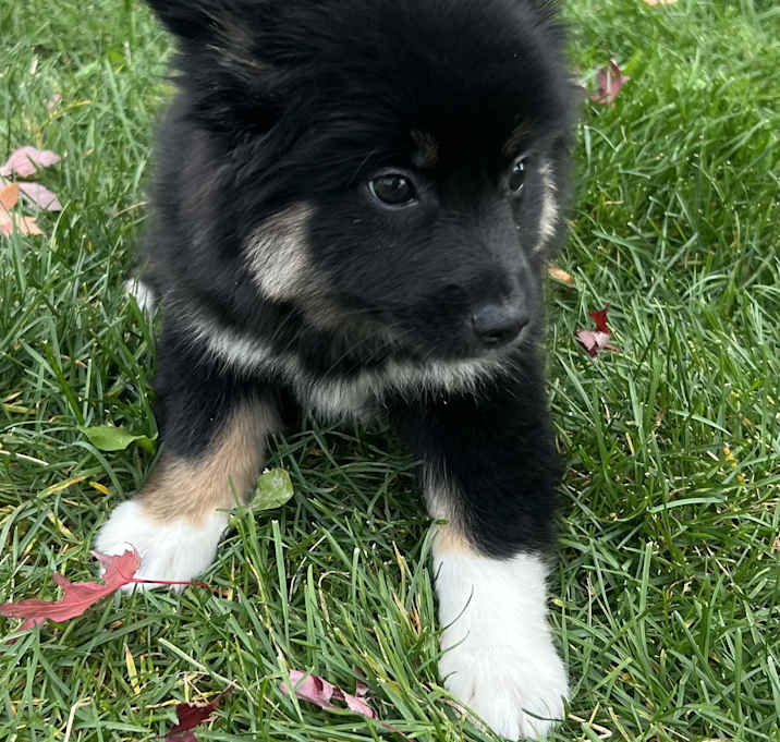 Photo of ADOPTION PENDING Marty McFly