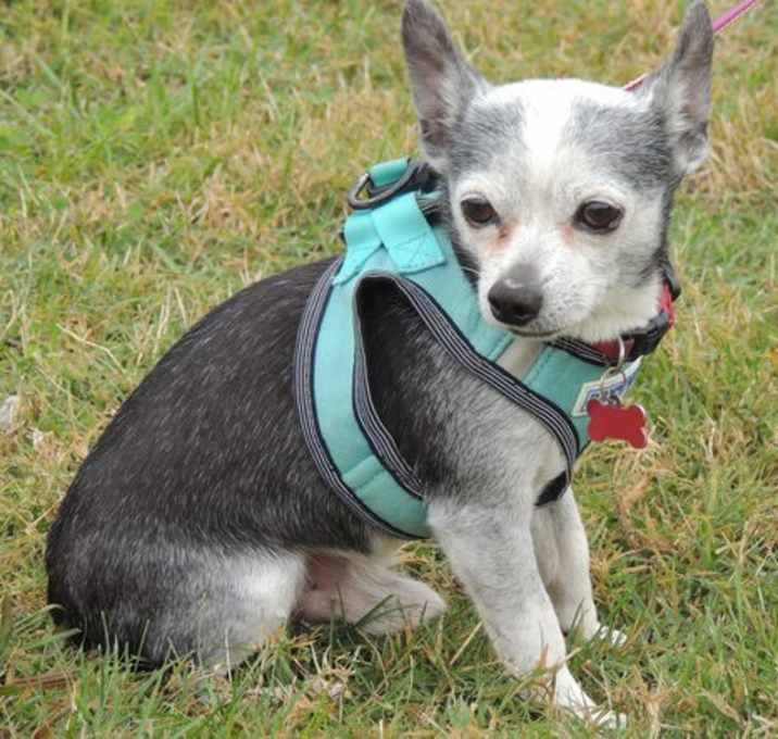 SOCKS-SENIOR SEEKING SENIOR