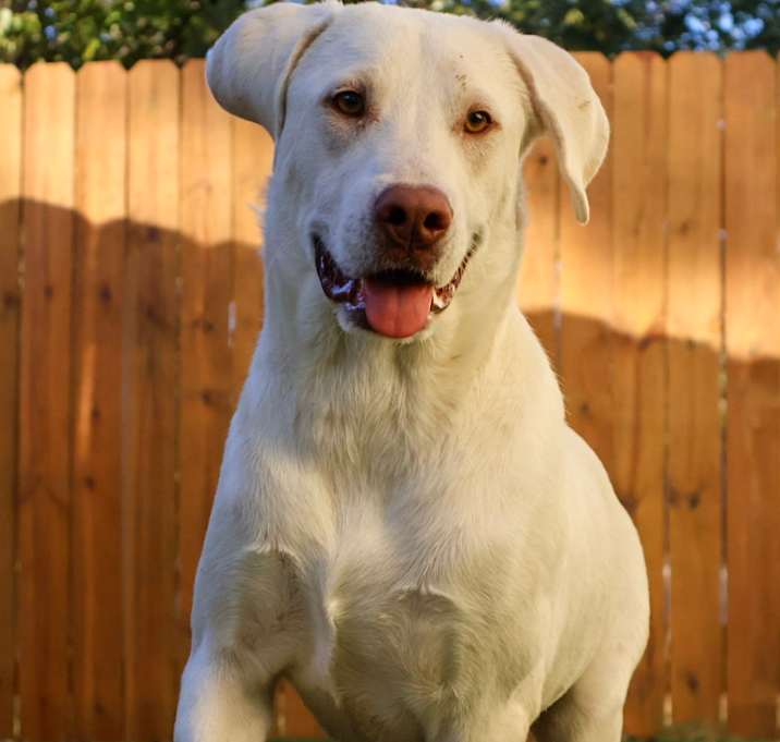 Photo of Leopold JuM