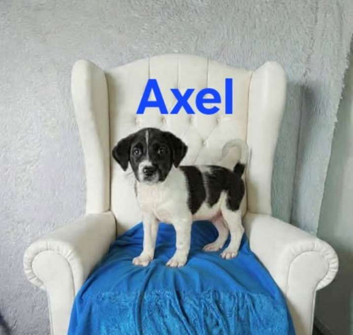 Axel