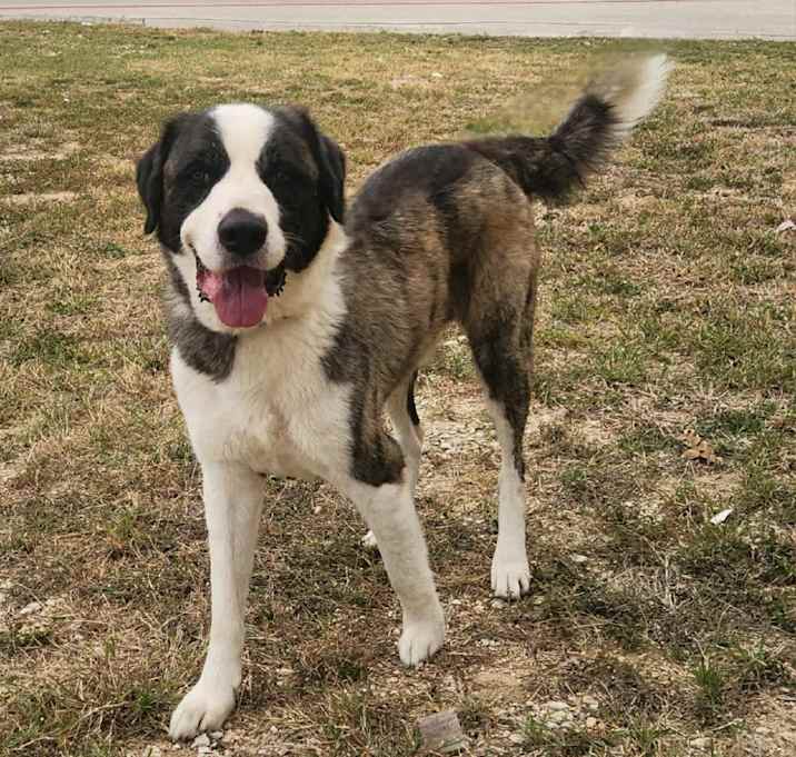 Photo of Alexander The Great JuM