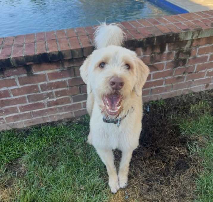 Photo of Simon, Goldendoodle