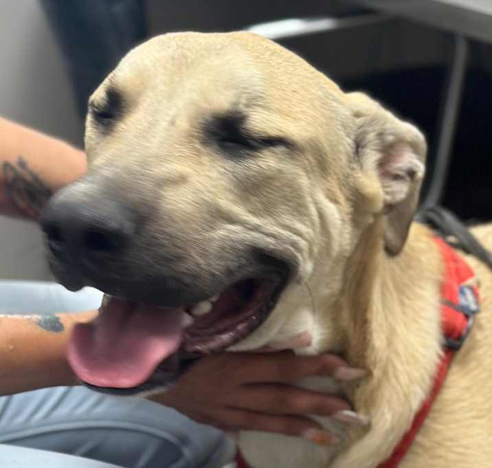 Photo of Sonic (Sammy)