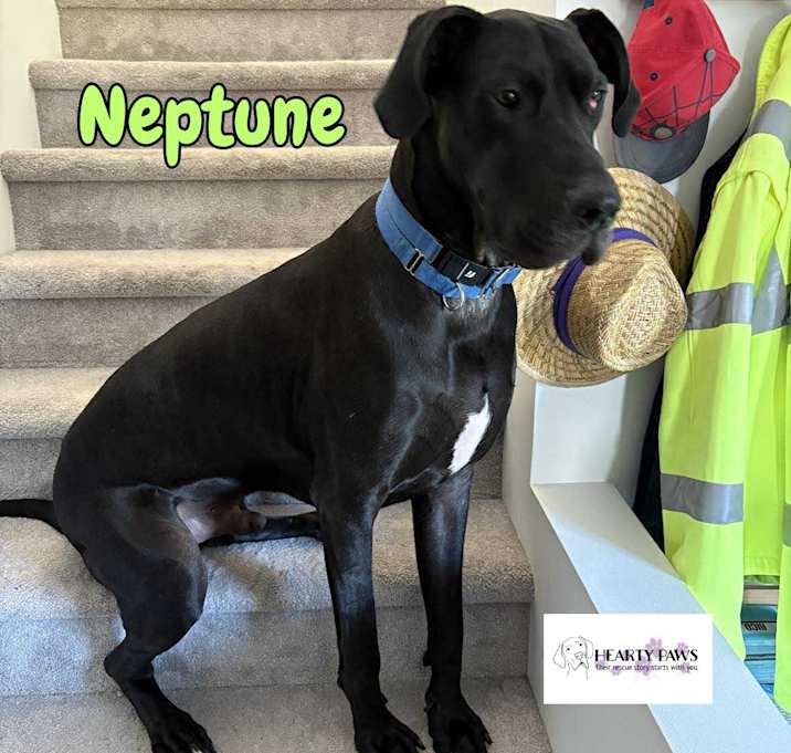 Photo of Neptune