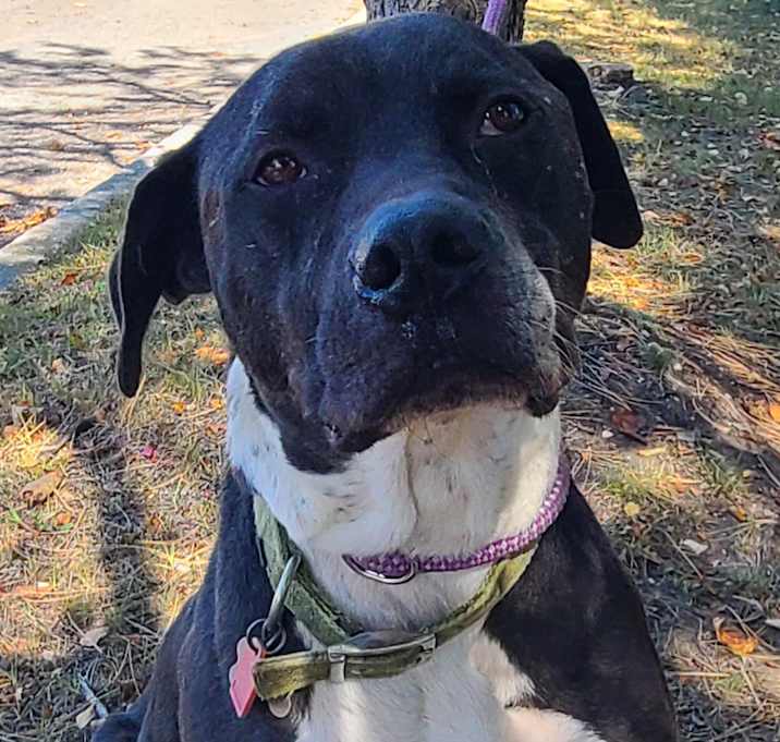 Photo of Buddy-Meet me?