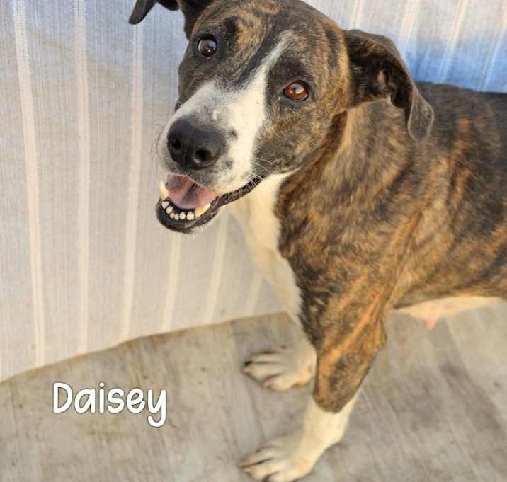 Photo of Daisey
