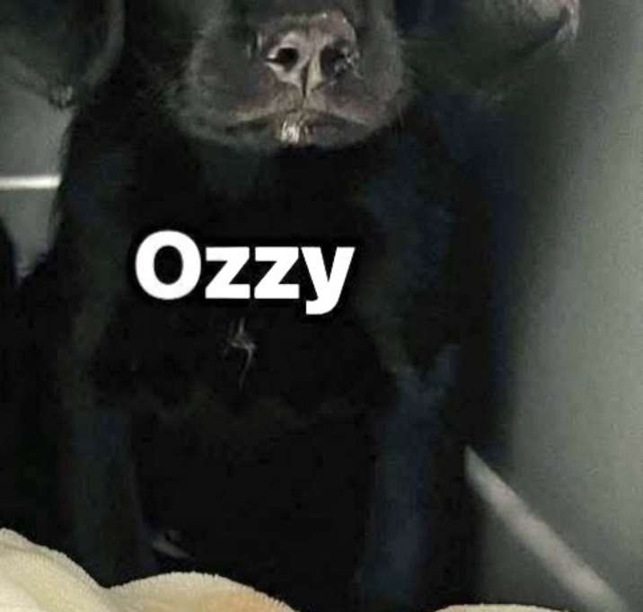 Photo of Ozzy
