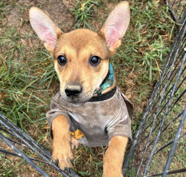 Photo of Amelia Rose