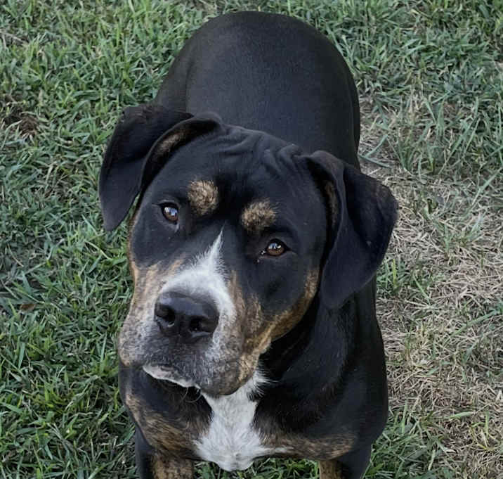 Photo of Bandit URGENT ‼️