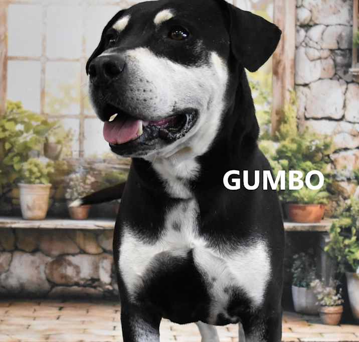 Photo of Gumbo