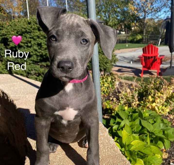 Ruby Red- Silver Lab