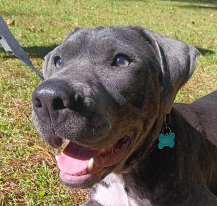 Photo of Rogi Wiggles