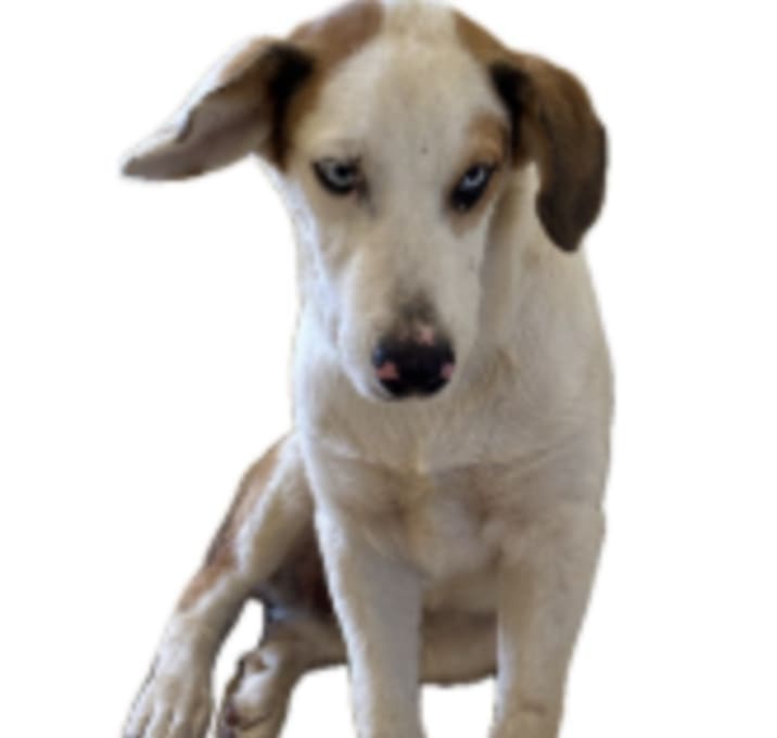 Photo of The Influencer