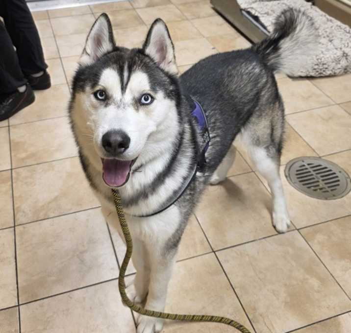 Photo of Napoleon (mcas)