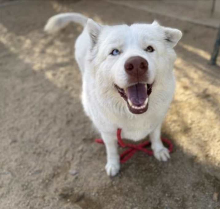 Photo of PRINCESS CHUNK