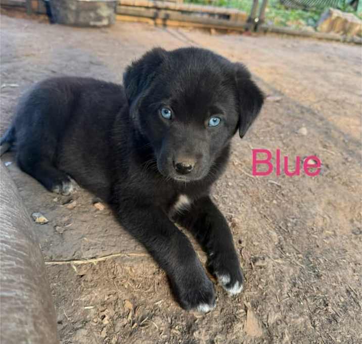 Photo of Blue