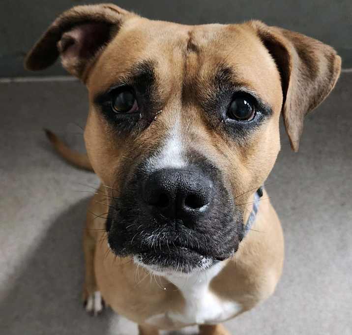 Photo of Chicka Chicka Boom Boom