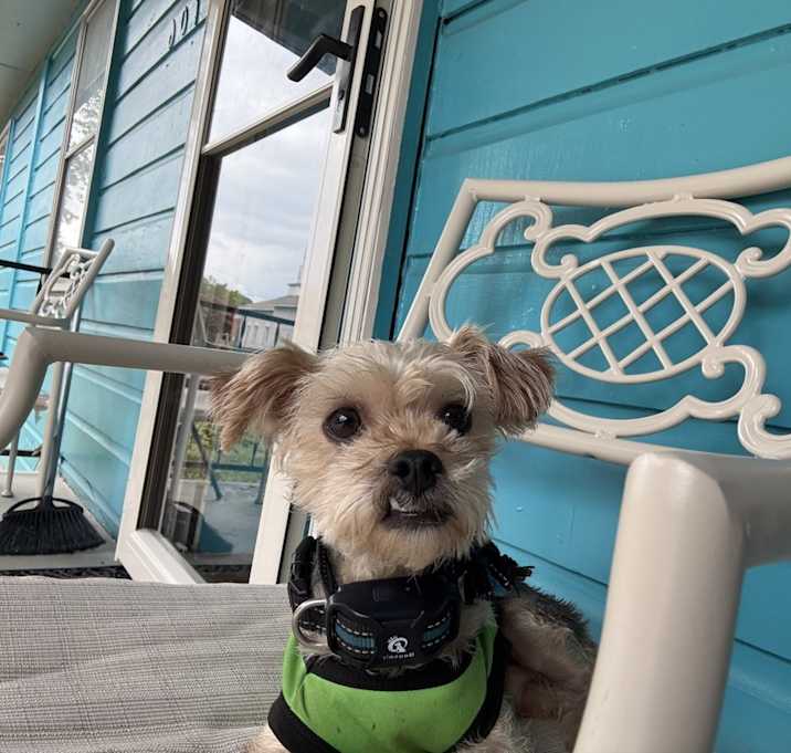 Photo of Shadow Blaze