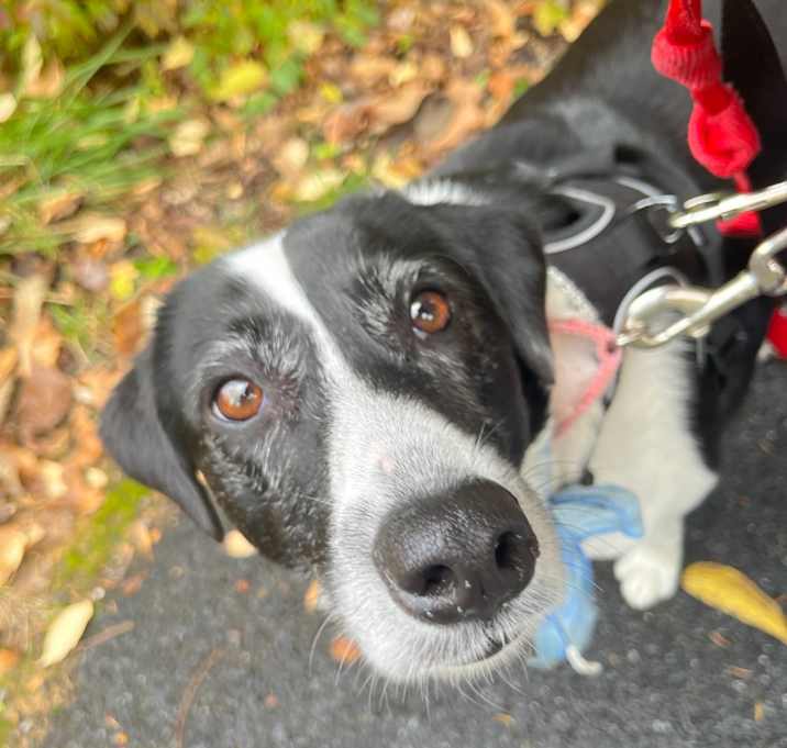 Photo of Ellie Mae *Adoption Pending*