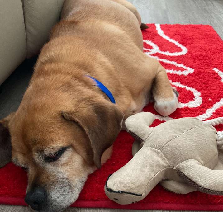 Photo of Charlie Boy URGENT SENIOR‼️