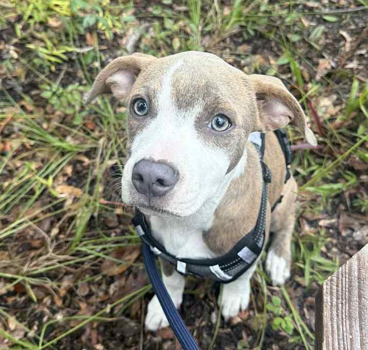 Photo of Lightning Nightning