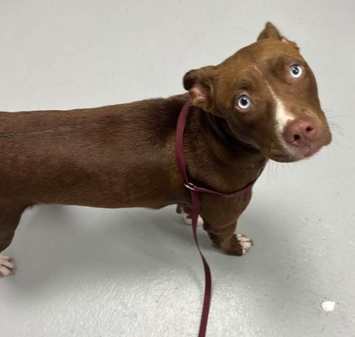 Photo of Callie 1359-25