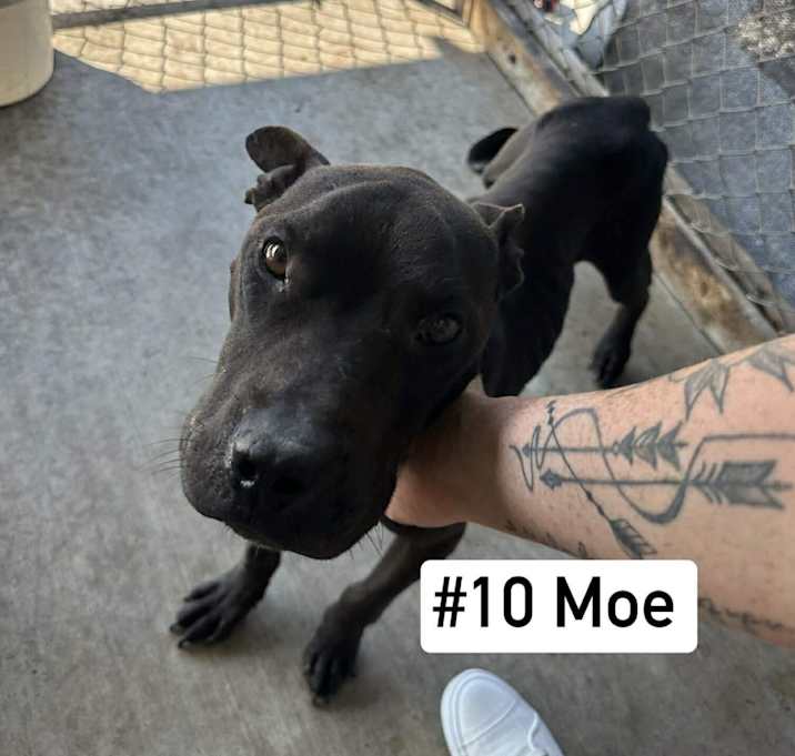 Photo of Moe