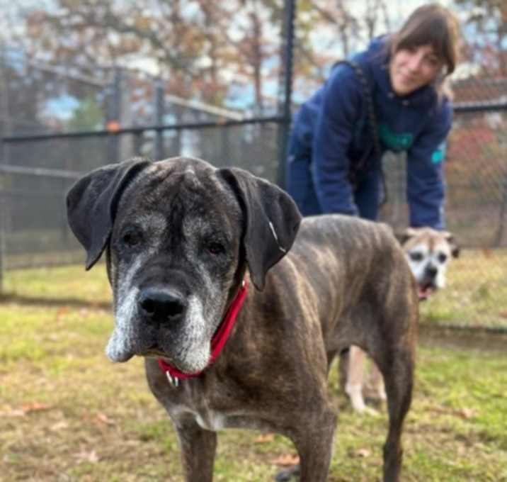 Photo of Shyla (& Kenya)