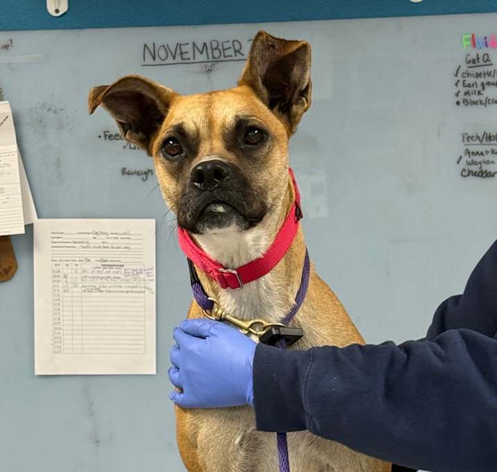 Photo of Ruby (In Foster)