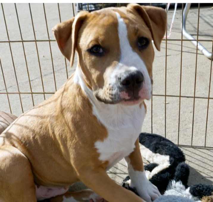 Photo of Velvet Tanks: Barry