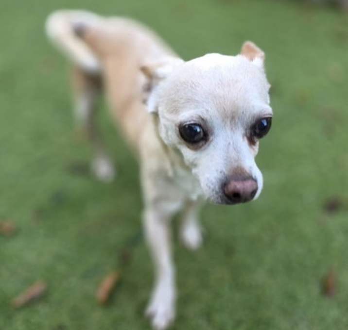 Photo of Senora Bubbles