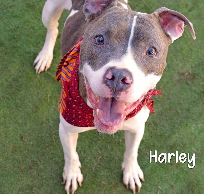 Photo of Harley