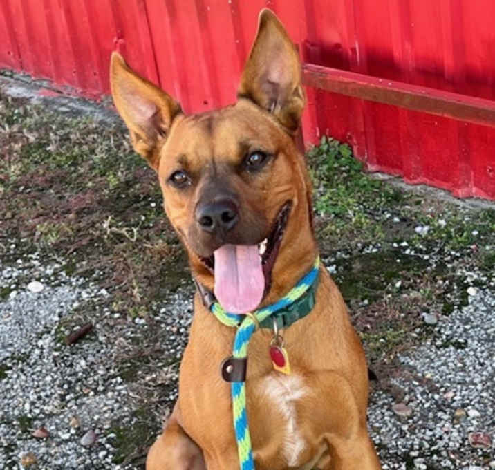 Photo of F25 FC 872 Rex