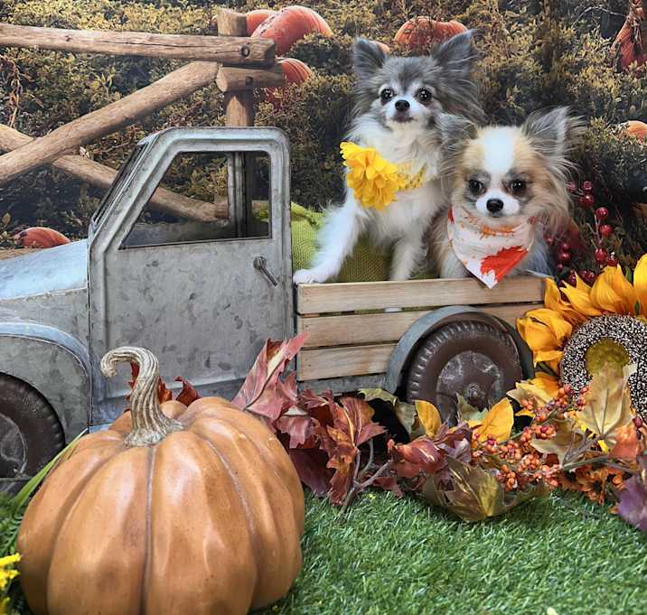 Photo of Harley Davidson