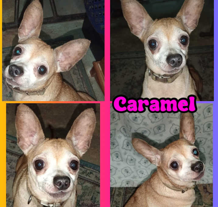 Photo of CARAMEL