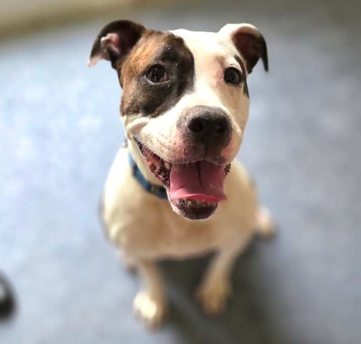 Photo of Rainbow Skittles