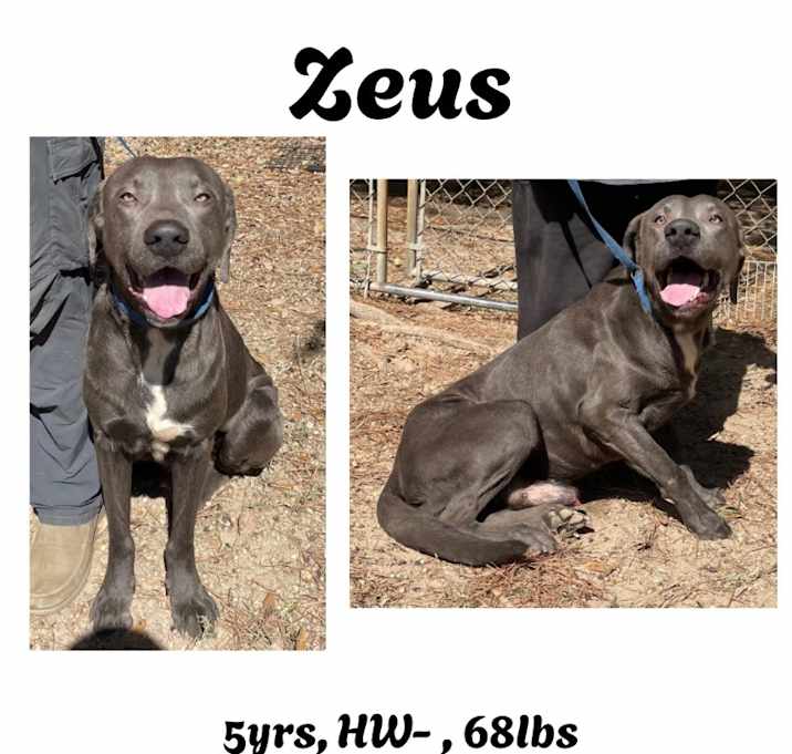 Photo of Zeus