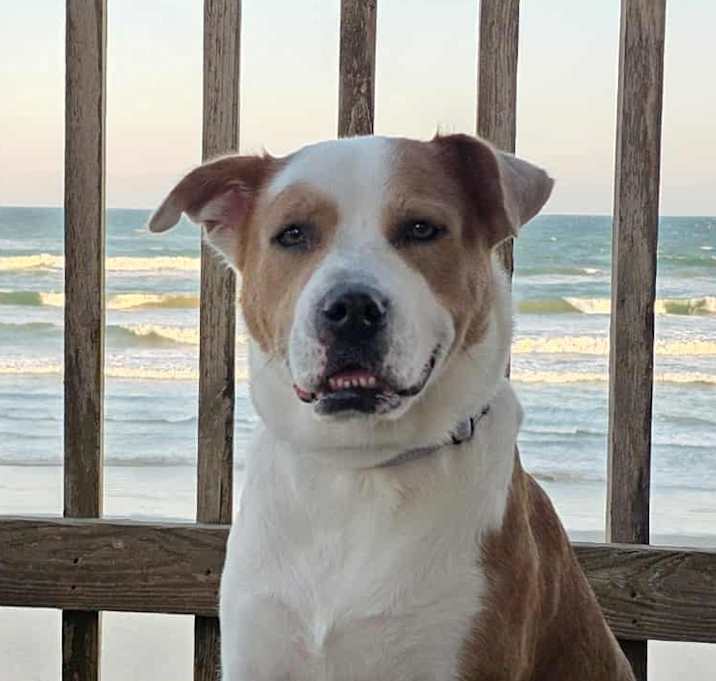 Photo of Princessa SMG