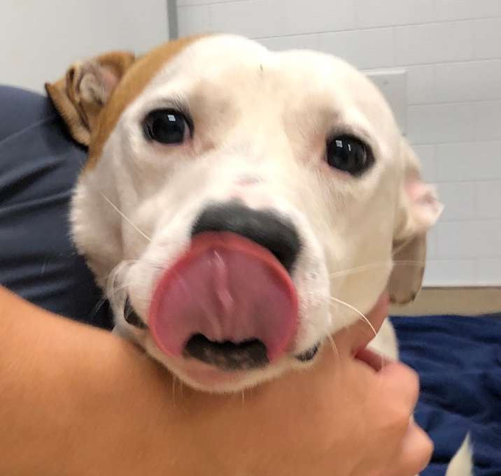 Photo of Dr Caligari 