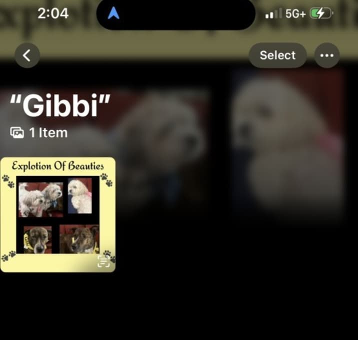 Photo of Gibbi