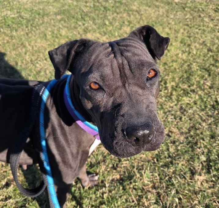 Photo of STING STING*