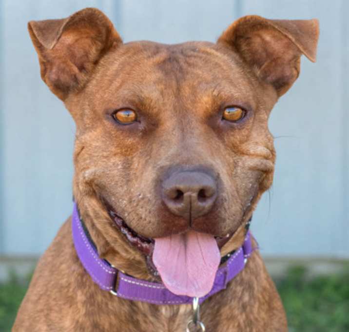 Photo of F25 FC 1219 Hazelnut