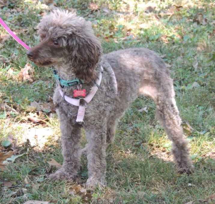 Photo of BEAUTIFUL BELLA POO